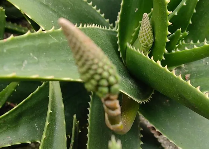 Allin Appartement Mantouki