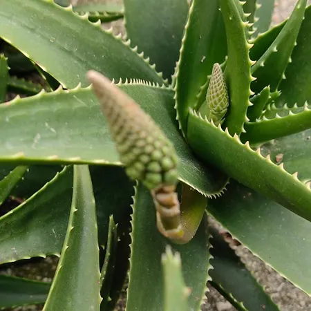 Allin Apartment Mantouki